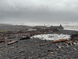 Debris on the beach at Napier